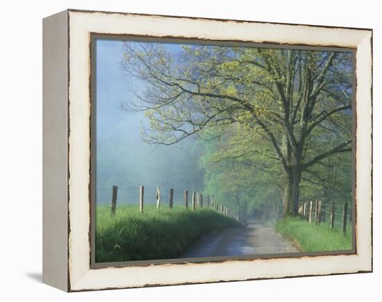 Foggy Road and Oak, Cades Cove, Great Smoky Mountains National Park, Tennessee, USA-Darrell Gulin-Framed Premier Image Canvas