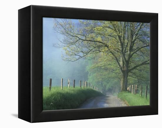Foggy Road and Oak, Cades Cove, Great Smoky Mountains National Park, Tennessee, USA-Darrell Gulin-Framed Premier Image Canvas