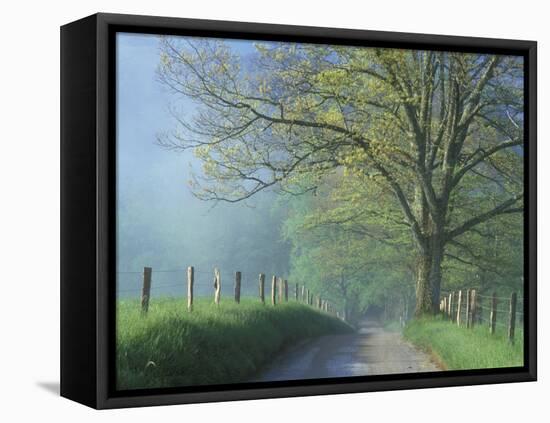 Foggy Road and Oak, Cades Cove, Great Smoky Mountains National Park, Tennessee, USA-Darrell Gulin-Framed Premier Image Canvas