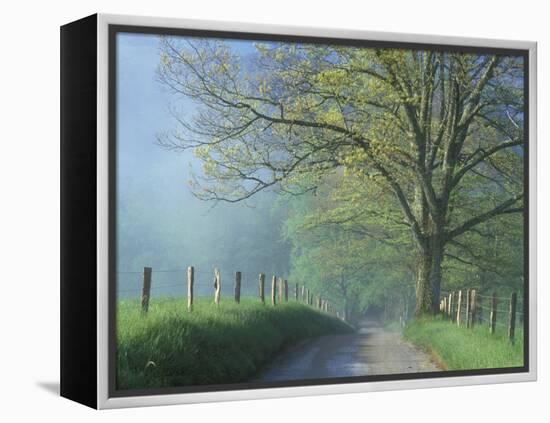 Foggy Road and Oak, Cades Cove, Great Smoky Mountains National Park, Tennessee, USA-Darrell Gulin-Framed Premier Image Canvas