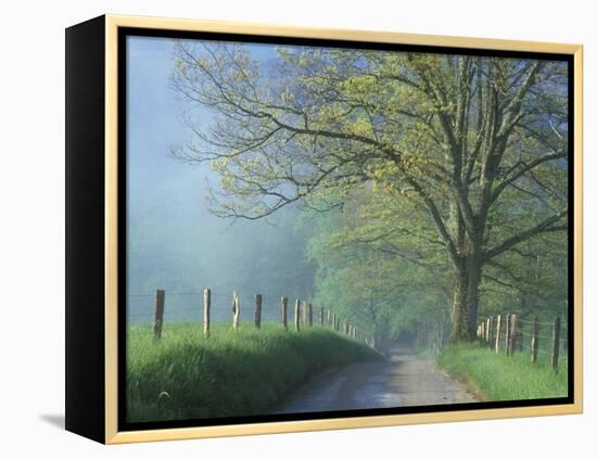 Foggy Road and Oak, Cades Cove, Great Smoky Mountains National Park, Tennessee, USA-Darrell Gulin-Framed Premier Image Canvas
