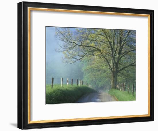 Foggy Road and Oak, Cades Cove, Great Smoky Mountains National Park, Tennessee, USA-Darrell Gulin-Framed Photographic Print