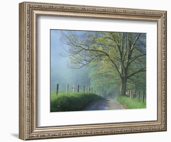 Foggy Road and Oak, Cades Cove, Great Smoky Mountains National Park, Tennessee, USA-Darrell Gulin-Framed Photographic Print