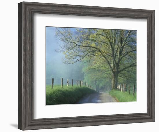 Foggy Road and Oak, Cades Cove, Great Smoky Mountains National Park, Tennessee, USA-Darrell Gulin-Framed Photographic Print