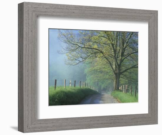 Foggy Road and Oak, Cades Cove, Great Smoky Mountains National Park, Tennessee, USA-Darrell Gulin-Framed Photographic Print