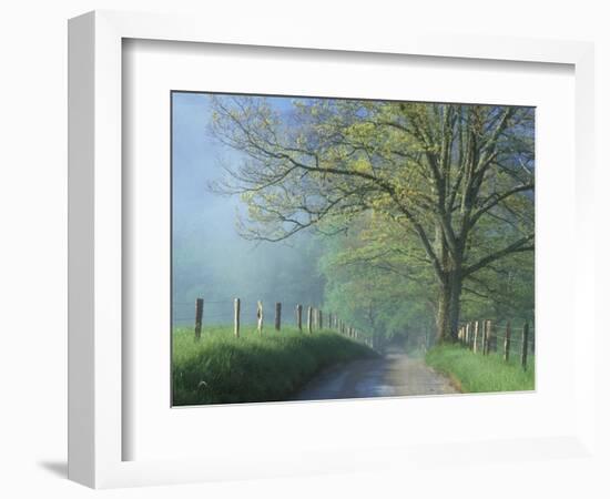 Foggy Road and Oak, Cades Cove, Great Smoky Mountains National Park, Tennessee, USA-Darrell Gulin-Framed Photographic Print