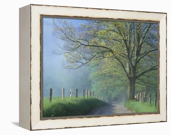 Foggy Road and Oak Tree, Cades Cove, Great Smoky Mountains National Park, Tennessee, USA-Darrell Gulin-Framed Premier Image Canvas