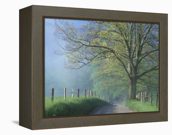 Foggy Road and Oak Tree, Cades Cove, Great Smoky Mountains National Park, Tennessee, USA-Darrell Gulin-Framed Premier Image Canvas