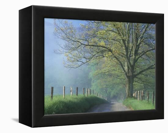 Foggy Road and Oak Tree, Cades Cove, Great Smoky Mountains National Park, Tennessee, USA-Darrell Gulin-Framed Premier Image Canvas