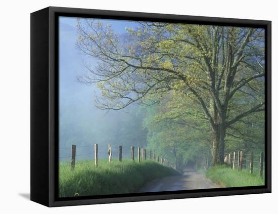 Foggy Road and Oak Tree, Cades Cove, Great Smoky Mountains National Park, Tennessee, USA-Darrell Gulin-Framed Premier Image Canvas