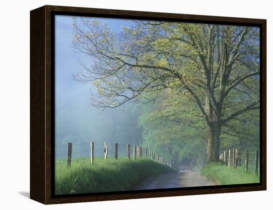 Foggy Road and Oak Tree, Cades Cove, Great Smoky Mountains National Park, Tennessee, USA-Darrell Gulin-Framed Premier Image Canvas