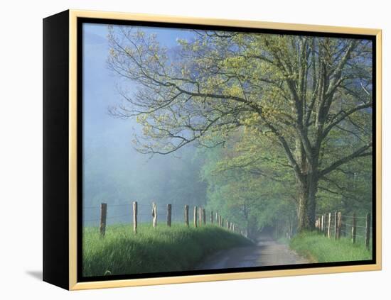 Foggy Road and Oak Tree, Cades Cove, Great Smoky Mountains National Park, Tennessee, USA-Darrell Gulin-Framed Premier Image Canvas