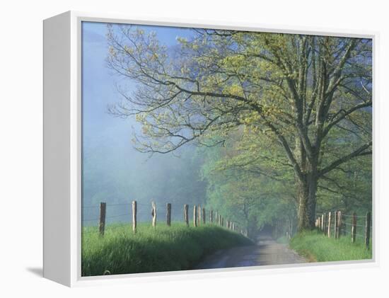 Foggy Road and Oak Tree, Cades Cove, Great Smoky Mountains National Park, Tennessee, USA-Darrell Gulin-Framed Premier Image Canvas