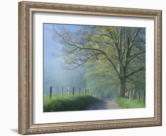 Foggy Road and Oak Tree, Cades Cove, Great Smoky Mountains National Park, Tennessee, USA-Darrell Gulin-Framed Premium Photographic Print