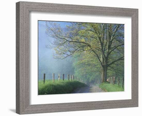 Foggy Road and Oak Tree, Cades Cove, Great Smoky Mountains National Park, Tennessee, USA-Darrell Gulin-Framed Premium Photographic Print