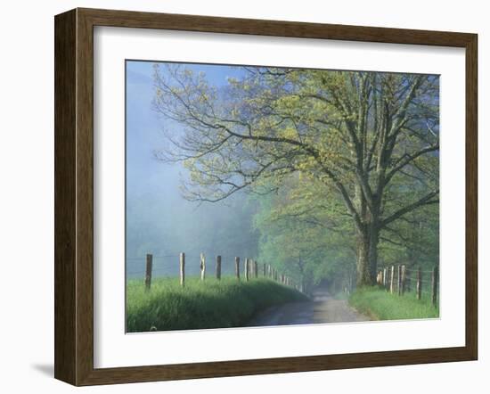 Foggy Road and Oak Tree, Cades Cove, Great Smoky Mountains National Park, Tennessee, USA-Darrell Gulin-Framed Premium Photographic Print