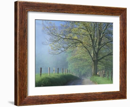 Foggy Road and Oak Tree, Cades Cove, Great Smoky Mountains National Park, Tennessee, USA-Darrell Gulin-Framed Premium Photographic Print