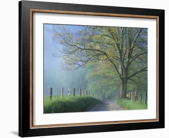 Foggy Road and Oak Tree, Cades Cove, Great Smoky Mountains National Park, Tennessee, USA-Darrell Gulin-Framed Premium Photographic Print