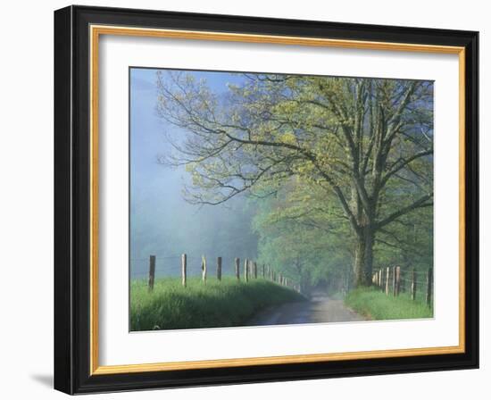 Foggy Road and Oak Tree, Cades Cove, Great Smoky Mountains National Park, Tennessee, USA-Darrell Gulin-Framed Premium Photographic Print