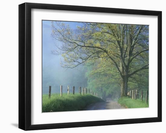 Foggy Road and Oak Tree, Cades Cove, Great Smoky Mountains National Park, Tennessee, USA-Darrell Gulin-Framed Photographic Print