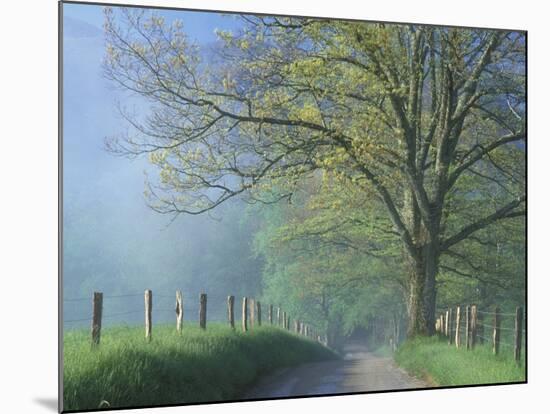 Foggy Road and Oak Tree, Cades Cove, Great Smoky Mountains National Park, Tennessee, USA-Darrell Gulin-Mounted Photographic Print