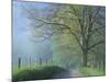 Foggy Road and Oak Tree, Cades Cove, Great Smoky Mountains National Park, Tennessee, USA-Darrell Gulin-Mounted Photographic Print