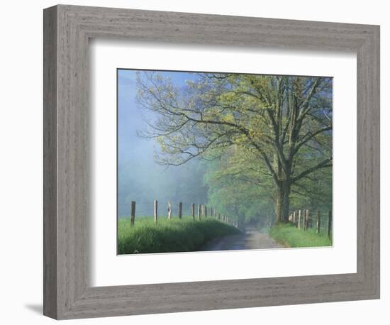 Foggy Road and Oak Tree, Cades Cove, Great Smoky Mountains National Park, Tennessee, USA-Darrell Gulin-Framed Photographic Print