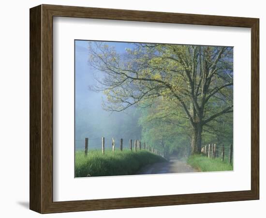 Foggy Road and Oak Tree, Cades Cove, Great Smoky Mountains National Park, Tennessee, USA-Darrell Gulin-Framed Photographic Print