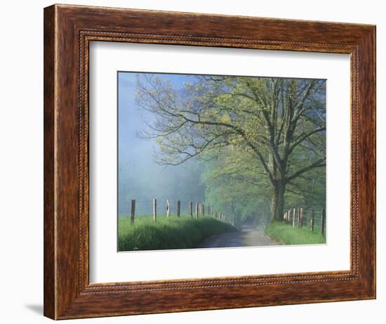 Foggy Road and Oak Tree, Cades Cove, Great Smoky Mountains National Park, Tennessee, USA-Darrell Gulin-Framed Photographic Print