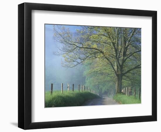 Foggy Road and Oak Tree, Cades Cove, Great Smoky Mountains National Park, Tennessee, USA-Darrell Gulin-Framed Photographic Print