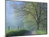 Foggy Road and Oak Tree, Cades Cove, Great Smoky Mountains National Park, Tennessee, USA-Darrell Gulin-Mounted Photographic Print