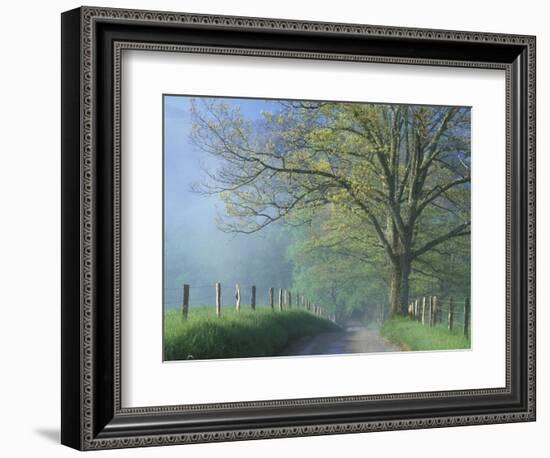 Foggy Road and Oak Tree, Cades Cove, Great Smoky Mountains National Park, Tennessee, USA-Darrell Gulin-Framed Photographic Print