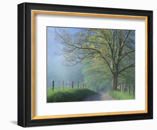 Foggy Road and Oak Tree, Cades Cove, Great Smoky Mountains National Park, Tennessee, USA-Darrell Gulin-Framed Photographic Print