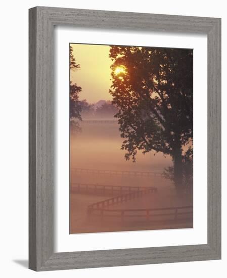 Foggy Sunrise on Horse Farm, Kentucky-Kent Foster-Framed Photographic Print