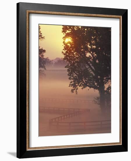 Foggy Sunrise on Horse Farm, Kentucky-Kent Foster-Framed Photographic Print