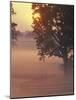 Foggy Sunrise on Horse Farm, Kentucky-Kent Foster-Mounted Photographic Print