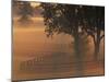 Foggy Sunrise on Horse Farm, Kentucky-Kent Foster-Mounted Photographic Print