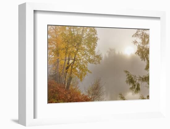 Foggy Sunrise over the Slocan River in Autumn Near Winlaw, British Columbia, Canada-Chuck Haney-Framed Photographic Print