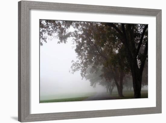 Foggy Trees III-Tammy Putman-Framed Photographic Print