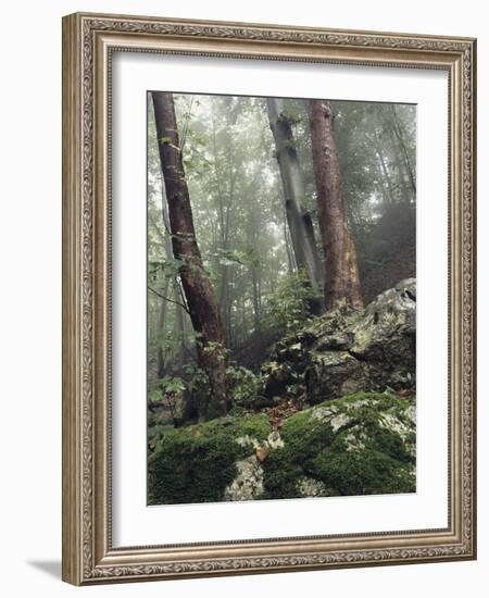 Foggy Trees on a Rock-Markus Lange-Framed Photographic Print