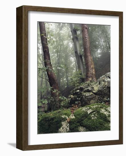 Foggy Trees on a Rock-Markus Lange-Framed Photographic Print