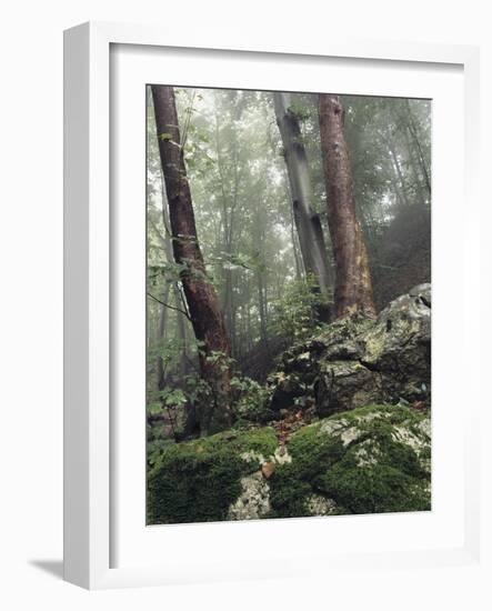 Foggy Trees on a Rock-Markus Lange-Framed Photographic Print