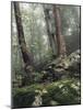 Foggy Trees on a Rock-Markus Lange-Mounted Photographic Print