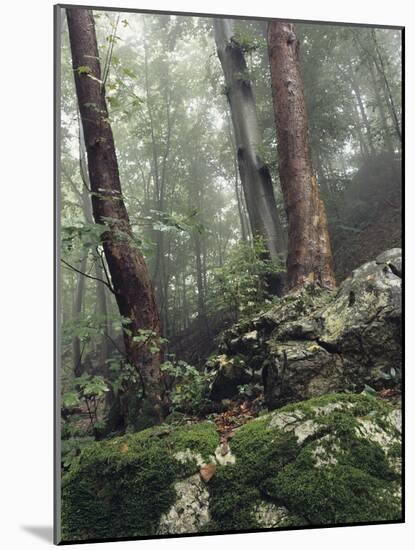 Foggy Trees on a Rock-Markus Lange-Mounted Photographic Print