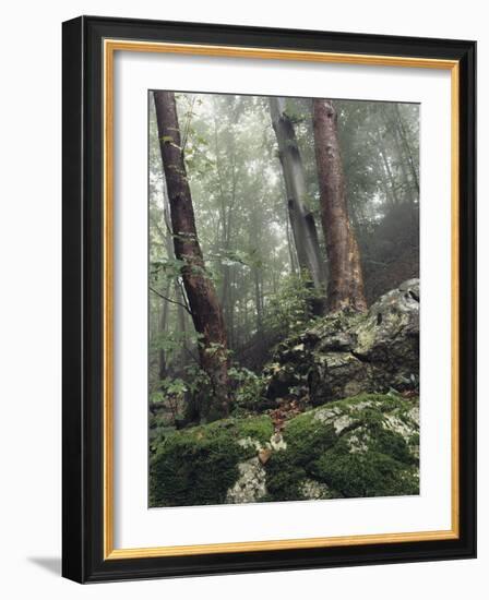 Foggy Trees on a Rock-Markus Lange-Framed Photographic Print