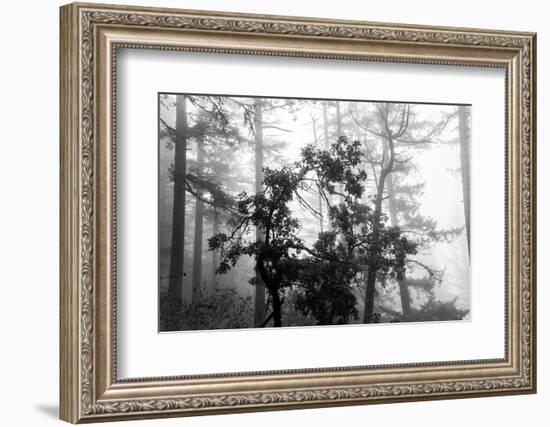 Foggy Trees-Tim Oldford-Framed Photographic Print