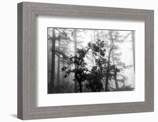 Foggy Trees-Tim Oldford-Framed Photographic Print