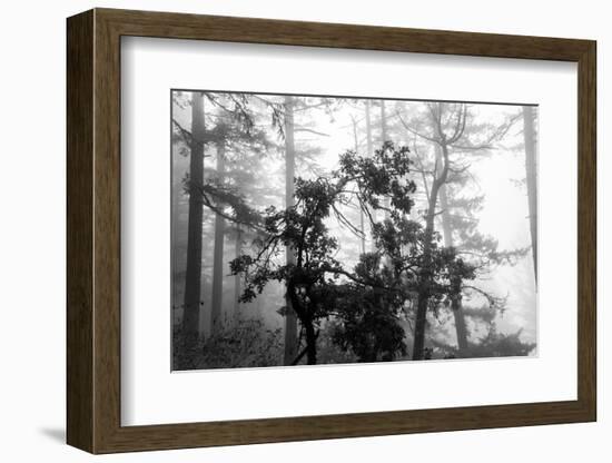 Foggy Trees-Tim Oldford-Framed Photographic Print