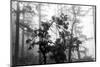 Foggy Trees-Tim Oldford-Mounted Photographic Print