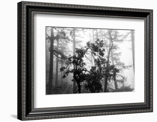 Foggy Trees-Tim Oldford-Framed Photographic Print